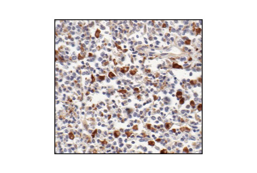 Immunohistochemistry Image 2: Stat1 (42H3) Rabbit mAb (BSA and Azide Free)