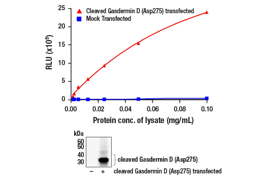  Image 1: PathScan® Cleaved Gasdermin D (Asp275) Chemiluminescent Sandwich ELISA Kit