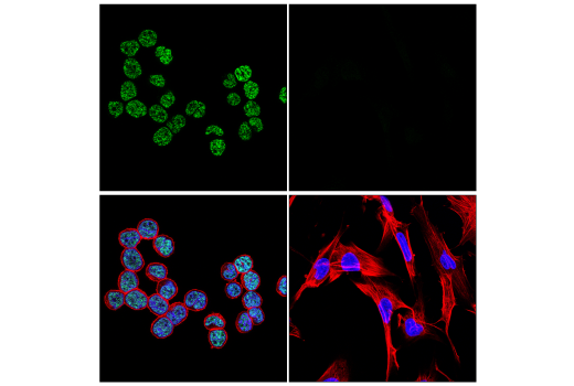 Immunofluorescence Image 1: PSPC1 (E7L8B) Rabbit mAb