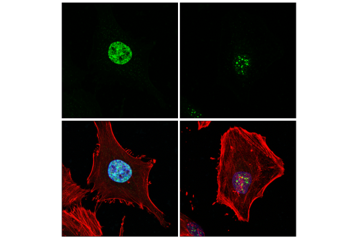 Immunofluorescence Image 2: PSPC1 (E7L8B) Rabbit mAb