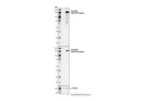Western Blotting Image 2: PLEKHM1 Antibody