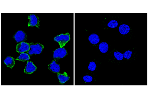 Immunofluorescence Image 3: CD96 (E1Y2Z) Rabbit mAb