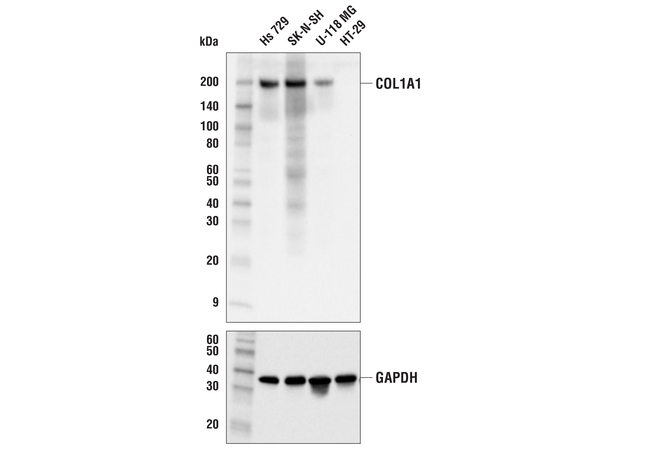 Western Blotting Image 1: COL1A1 (E3E1X) Mouse mAb (BSA and Azide Free)
