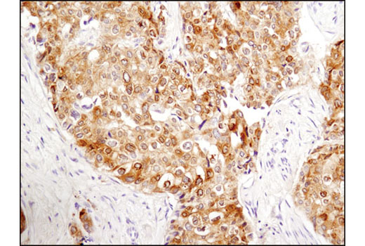 Immunohistochemistry Image 2: Phospho-Tau (Thr181) (D9F4G) Rabbit mAb (BSA and Azide Free)