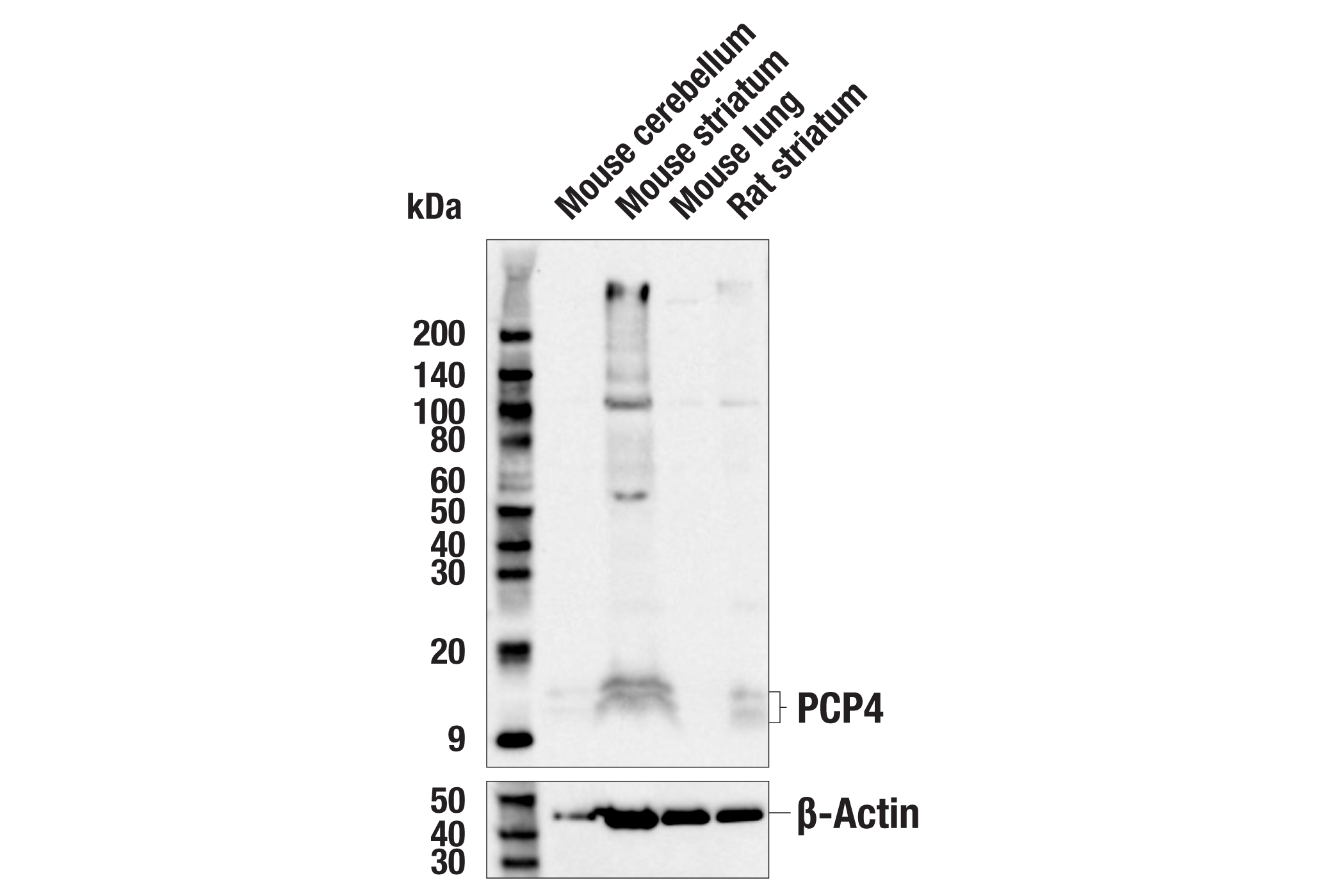 Western Blotting Image 1: PCP4 Antibody