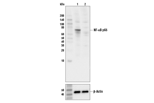 Western Blotting Image 1: NF-κB p65 (C22B4) Rabbit mAb (BSA and Azide Free)