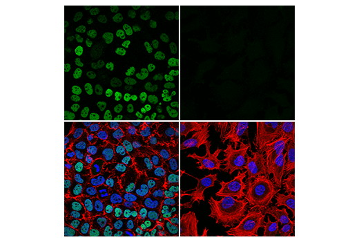 Immunofluorescence Image 1: GATA-4 (D3A3M) Rabbit mAb (Alexa Fluor® 647 Conjugate)