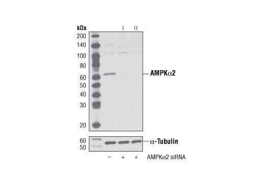  Image 1: SignalSilence® AMPKα2 siRNA II