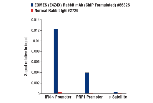 Chromatin Immunoprecipitation Image 1: EOMES (E4Z4X) Rabbit mAb (ChIP Formulated)