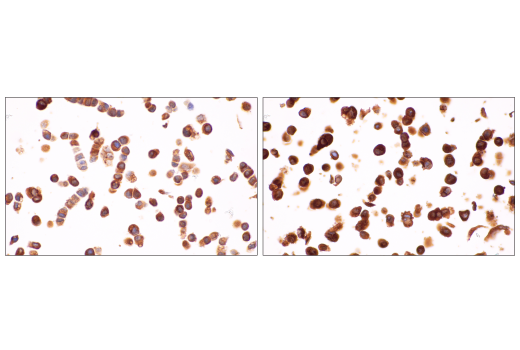 Immunohistochemistry Image 4: Tapasin (E6P2Z) XP® Rabbit mAb (BSA and Azide Free)