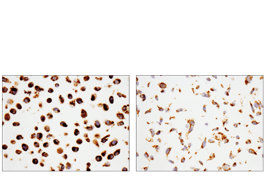 Immunohistochemistry Image 1: Tom20 (D8T4N) Rabbit mAb (BSA and Azide Free)