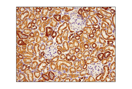 Immunohistochemistry Image 2: Tom20 (D8T4N) Rabbit mAb (BSA and Azide Free)