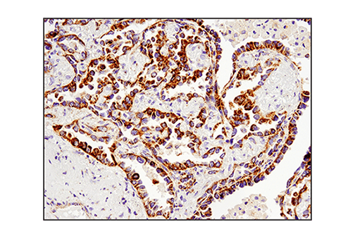 Immunohistochemistry Image 3: Tom20 (D8T4N) Rabbit mAb (BSA and Azide Free)