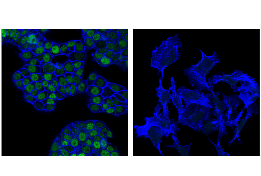 Immunofluorescence Image 1: ETS-2 (D6L4J) Rabbit mAb