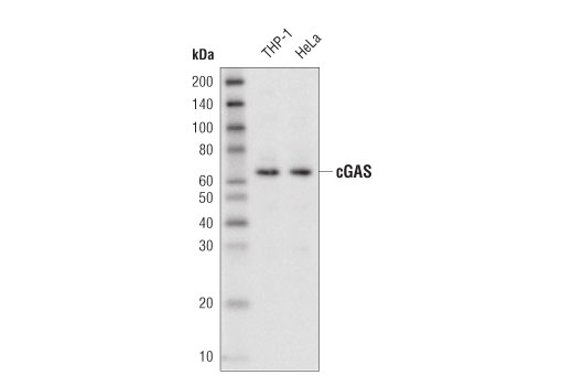 Western Blotting Image 1: cGAS (D1D3G) Rabbit mAb (Biotinylated)