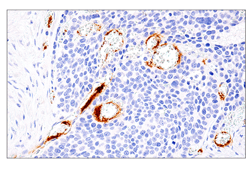Immunohistochemistry Image 5: DNAM-1/CD226 (E8L9G) XP® Rabbit mAb