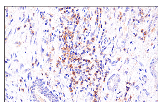 Immunohistochemistry Image 7: DNAM-1/CD226 (E8L9G) XP® Rabbit mAb