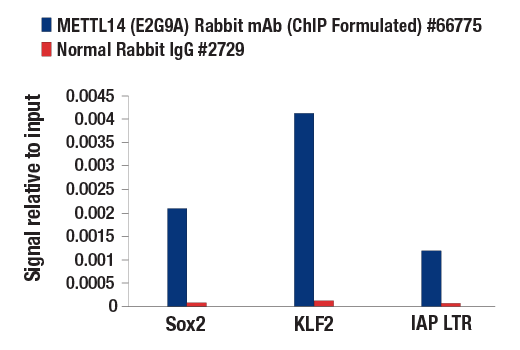 Chromatin Immunoprecipitation Image 1: METTL14 (E2G9A) Rabbit mAb (ChIP Formulated)