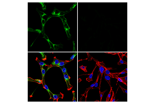 Immunofluorescence Image 1: PODXL (E8O1S) Rabbit mAb (BSA and Azide Free)