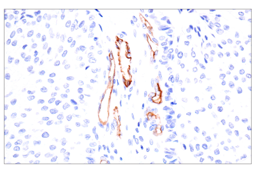 Immunohistochemistry Image 3: PODXL (E8O1S) Rabbit mAb (BSA and Azide Free)