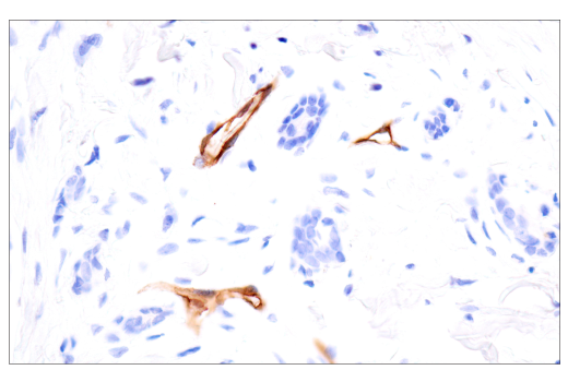 Immunohistochemistry Image 2: PODXL (E8O1S) Rabbit mAb (BSA and Azide Free)