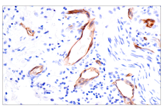 Immunohistochemistry Image 4: PODXL (E8O1S) Rabbit mAb (BSA and Azide Free)