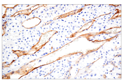 Immunohistochemistry Image 1: PODXL (E8O1S) Rabbit mAb (BSA and Azide Free)