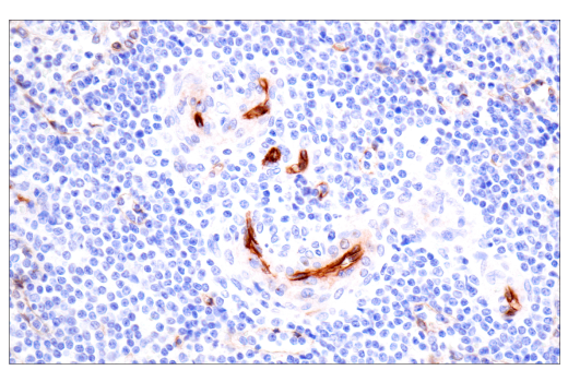 Immunohistochemistry Image 8: PODXL (E8O1S) Rabbit mAb (BSA and Azide Free)