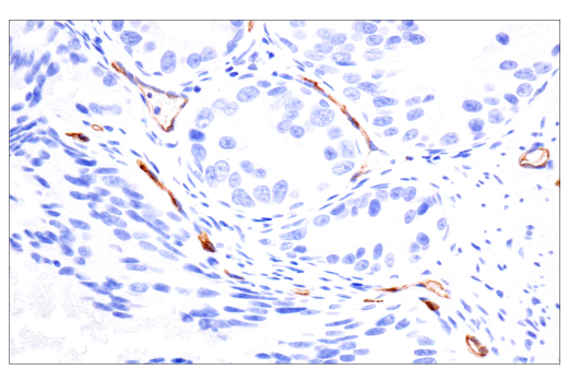 Immunohistochemistry Image 7: PODXL (E8O1S) Rabbit mAb (BSA and Azide Free)