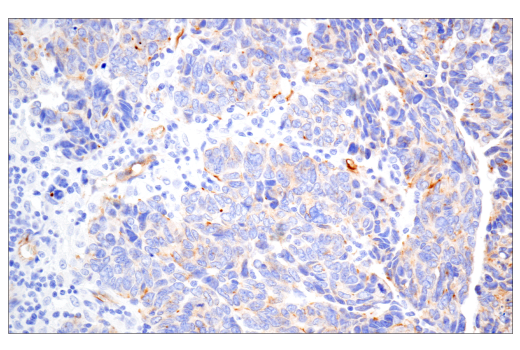 Immunohistochemistry Image 6: PODXL (E8O1S) Rabbit mAb (BSA and Azide Free)