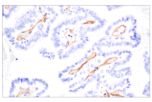 Immunohistochemistry Image 9: PODXL (E8O1S) Rabbit mAb (BSA and Azide Free)
