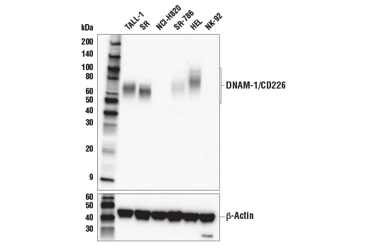 Western Blotting Image 1: DNAM-1/CD226 (E8L9G) XP® Rabbit mAb (BSA and Azide Free)