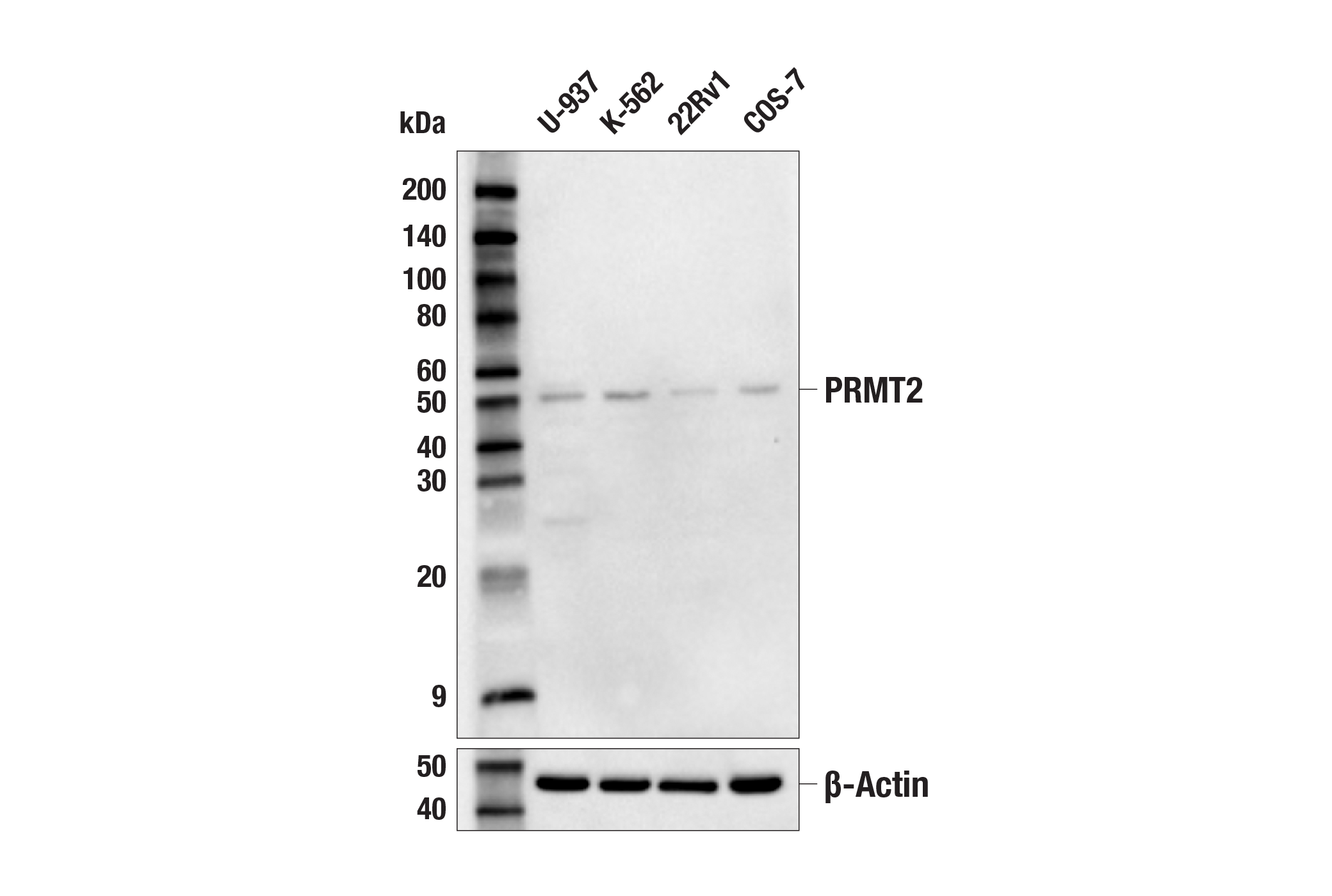  Image 5: PRMT Antibody Sampler Kit