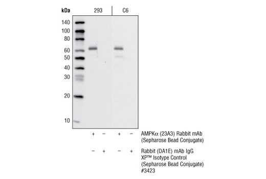 Immunoprecipitation Image 1: AMPKα (23A3) Rabbit mAb (Sepharose®Bead Conjugate)