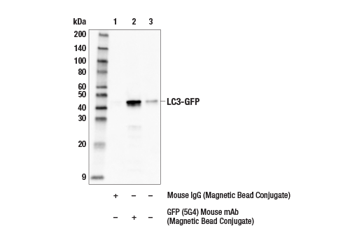 Immunoprecipitation Image 1: GFP (5G4) Mouse mAb (Magnetic Bead Conjugate)
