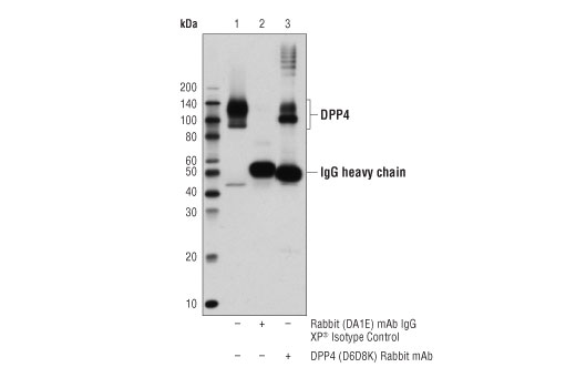 Immunoprecipitation Image 1: DPP4/CD26 (D6D8K) Rabbit mAb