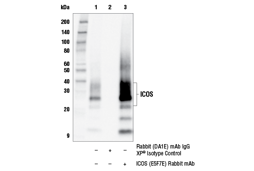 Immunoprecipitation Image 1: ICOS (E5F7E) Rabbit mAb
