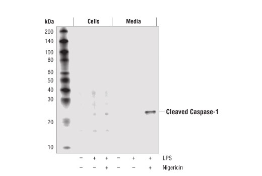 Western Blotting Image 1: Cleaved Caspase-1 (Asp296) Antibody