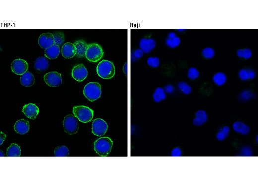 Immunofluorescence Image 1: CSF-1R/M-CSF-R (D3O9X) XP® Rabbit mAb