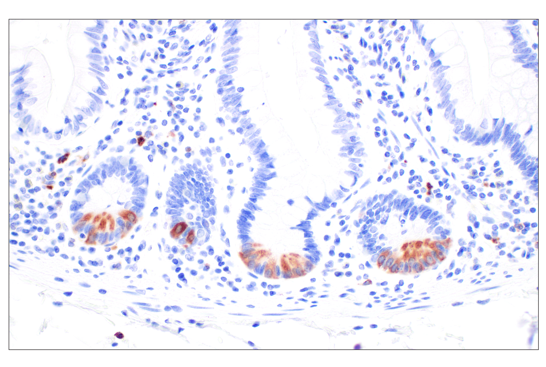 Immunohistochemistry Image 6: Lysozyme C (E9W6E) Rabbit mAb