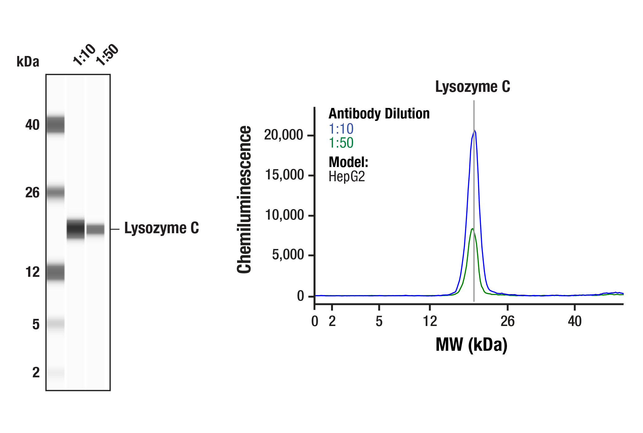 Western Blotting Image 2: Lysozyme C (E9W6E) Rabbit mAb