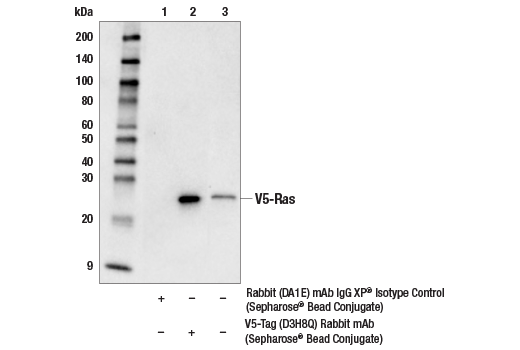 Immunoprecipitation Image 1: V5-Tag (D3H8Q) Rabbit mAb (Sepharose® Bead Conjugate)