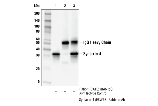 Immunoprecipitation Image 1: Syntaxin-4 (E6W7B) Rabbit mAb