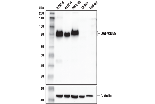 Western Blotting Image 1: DAF/CD55 Antibody