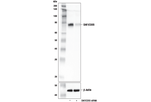 Western Blotting Image 2: DAF/CD55 Antibody