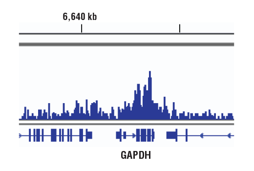 Chromatin Immunoprecipitation Image 1: ZMYND11/BS69 (E7P9O) Rabbit mAb