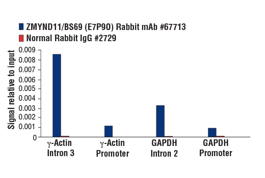Chromatin Immunoprecipitation Image 3: ZMYND11/BS69 (E7P9O) Rabbit mAb