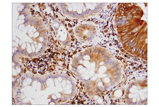 Immunohistochemistry Image 4: STING (D2P2F) Rabbit mAb (BSA and Azide Free)