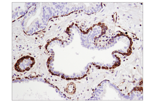 Immunohistochemistry Image 6: STING (D2P2F) Rabbit mAb (BSA and Azide Free)