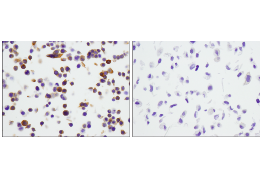 Immunohistochemistry Image 10: STING (D2P2F) Rabbit mAb (BSA and Azide Free)